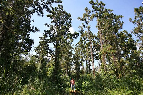 Rừng Thủy tùng (Glyptostrobus pensilis) huyện Ea H'leo, Tây Nguyên